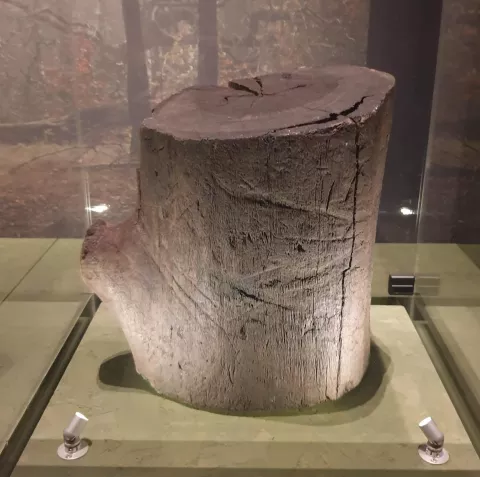 Tree trunk with bear claw marks