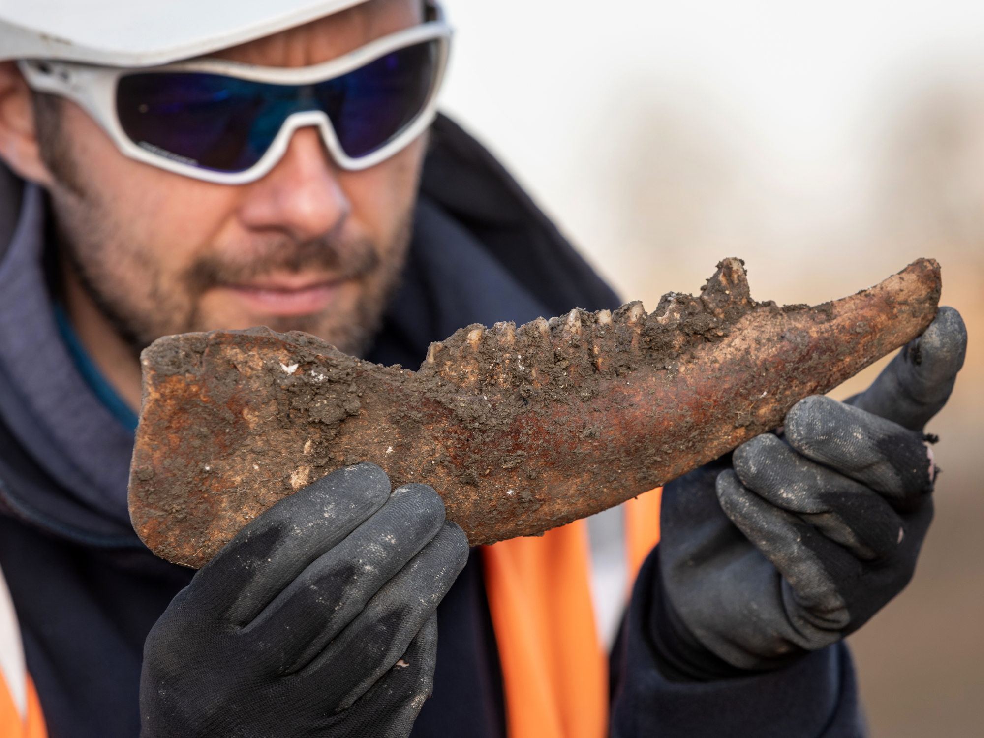 An archaeologist wearing gloves holds up the muddy jaw bone of a cow.