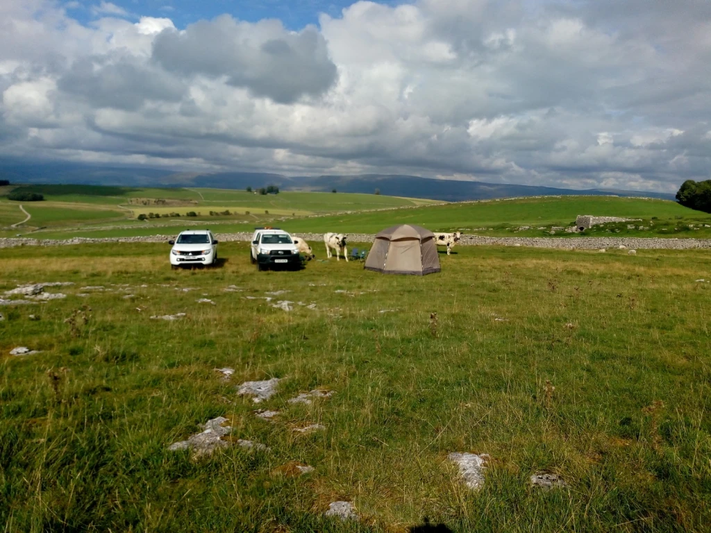 The cows came to visit the excavation but were encouraged not to stay