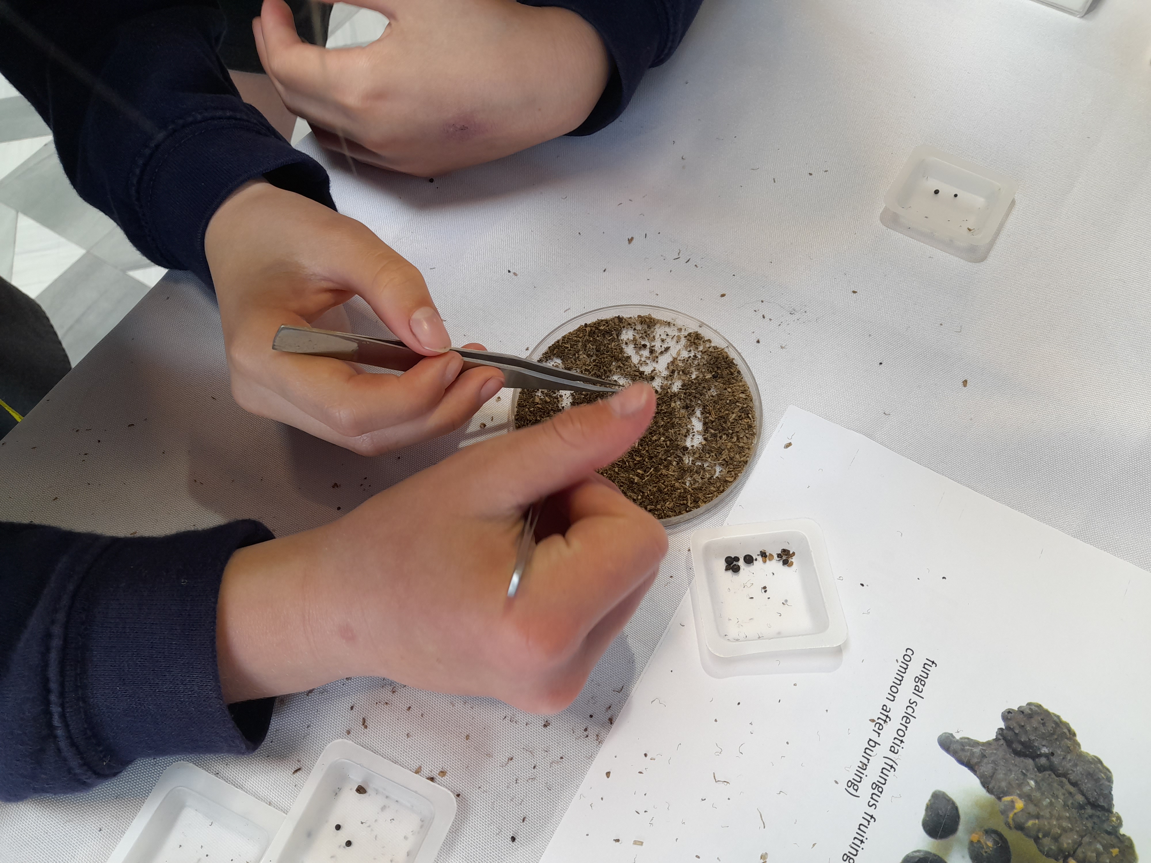 Students use tweezers to find tiny seeds in the environmental sample.