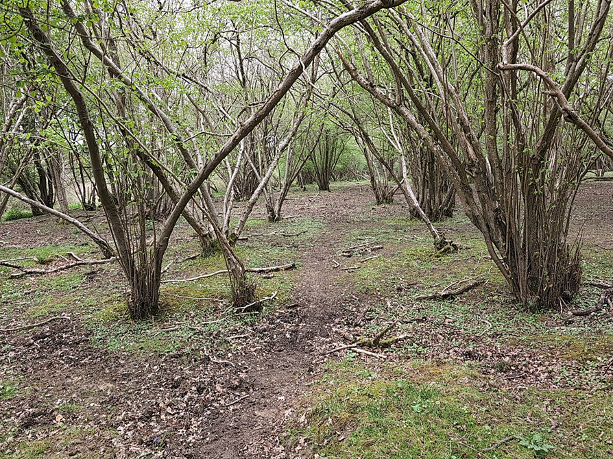 Woodland
