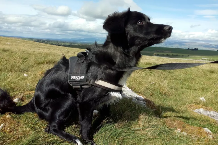 A black border collie visiting Little Asby Common