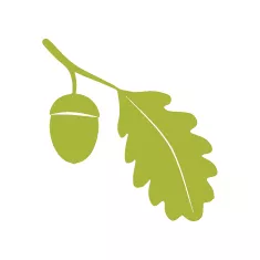 An illustration drawing of an acorn attached to a leaf.
