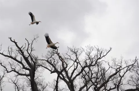 Storks at the Knepp Estate