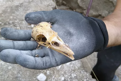 A close up of an archaeologists gloved hands holding a bird skull