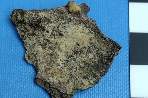 Image of a fragment of bear bone with a premolar still attached.