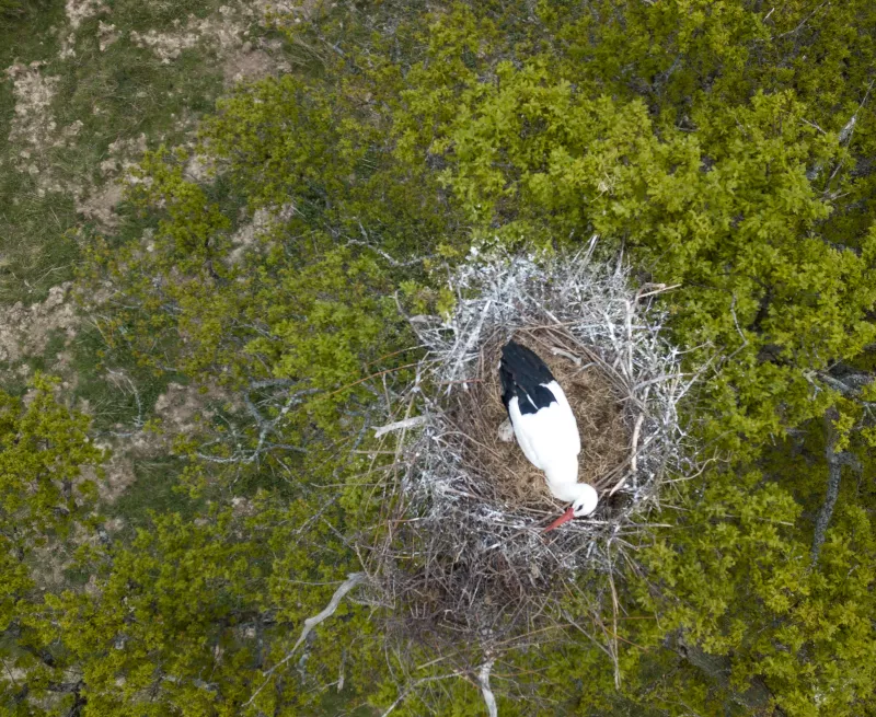 Stork in a nest at the Knepp Estate