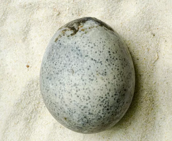 an egg that is white with small grey spots covering its surface