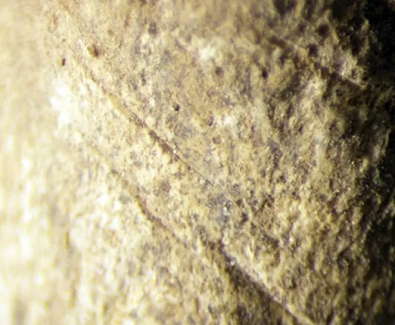 Image of a piece of aged-looking bone with cut marks. Seal humerus with filleting marks from an Iron Age midden at Ronaldsway Airport, Isle of Man