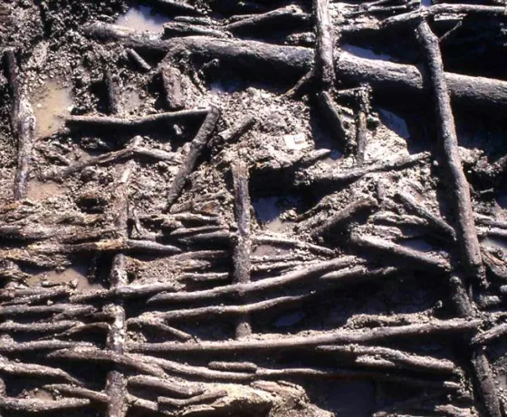 Image of intertwined branches in the mud. Wattle hurdle from a Bronze Age bridge over a relict river channel at Eton, Buckinghamshire (Image: Buckinghamshire County Council).