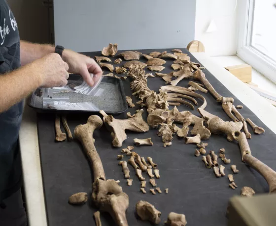 Preparing a skeleton for analysis