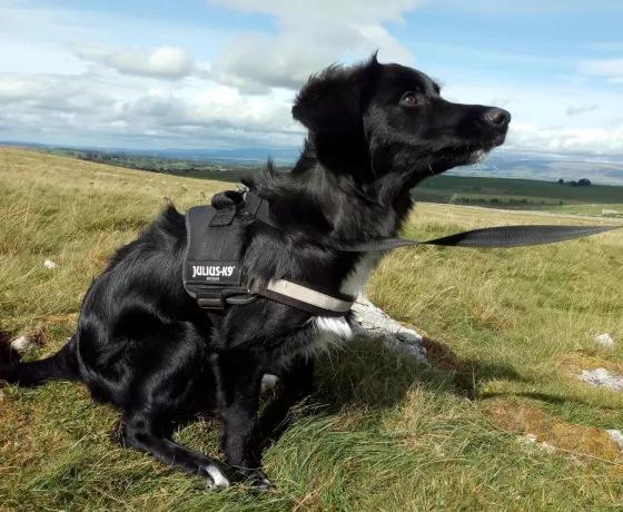 A black border collie visiting Little Asby Common