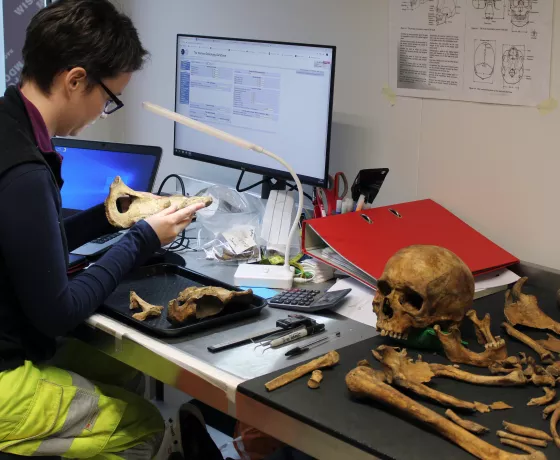 Photo showing the osteological analysis in the on-site laboratory