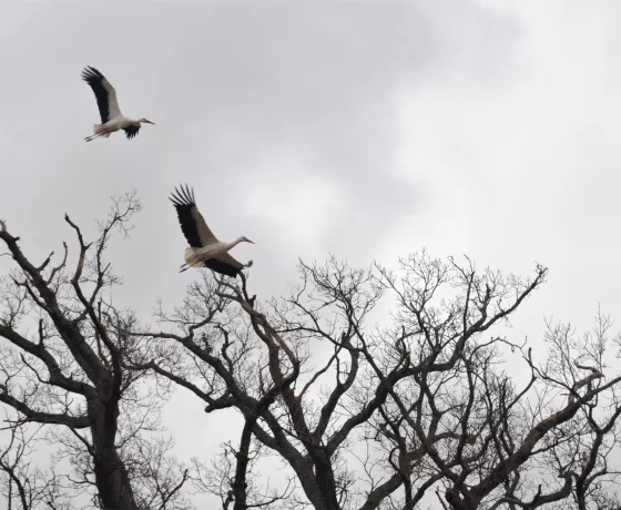 Storks at the Knepp Estate